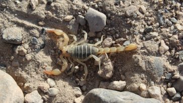 scorpion-facts