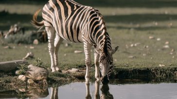 zebra-facts