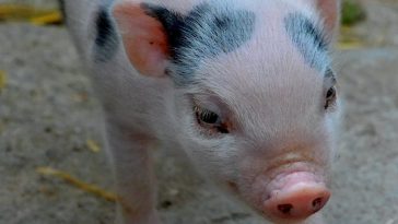 mini-pig-advantage