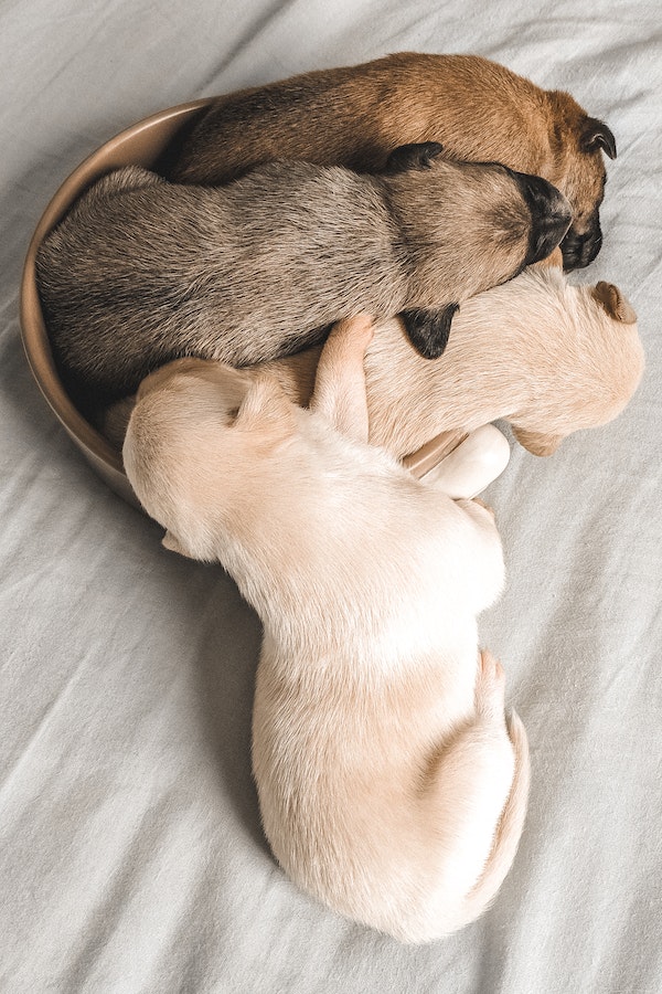 puppy-mills