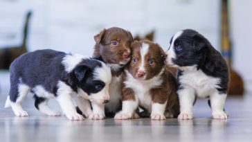 50+ Dog Breeder Quotes to Inspire and Melt Your Heart