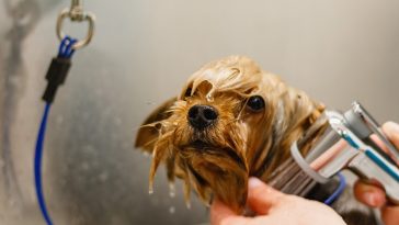 50+ Best Dog Grooming Quotes for the Pampered Furry Pet