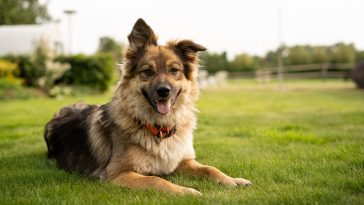 60+ Inspiring Dog Life Quotes to Live a Happier and Fulfilling Life