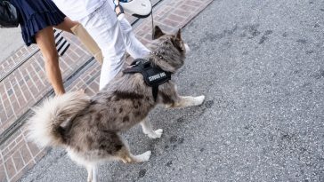 Tap Into Life Wisdom With the Top 50 Best Service Dog Quotes