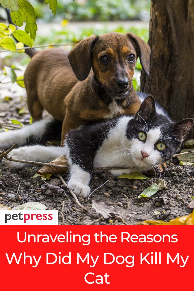 Why did my dog kill my cat