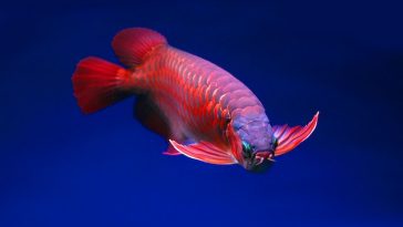 arowana
