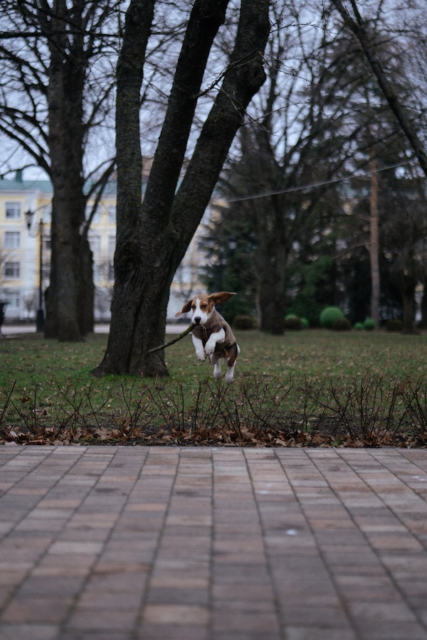 dog-bully-stick