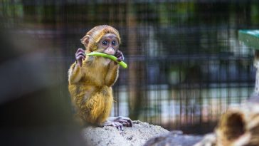 finger-monkey