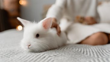 rabbit