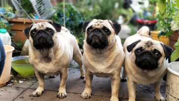 pug dog quotes