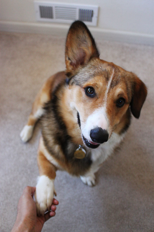 cowboy-corgi