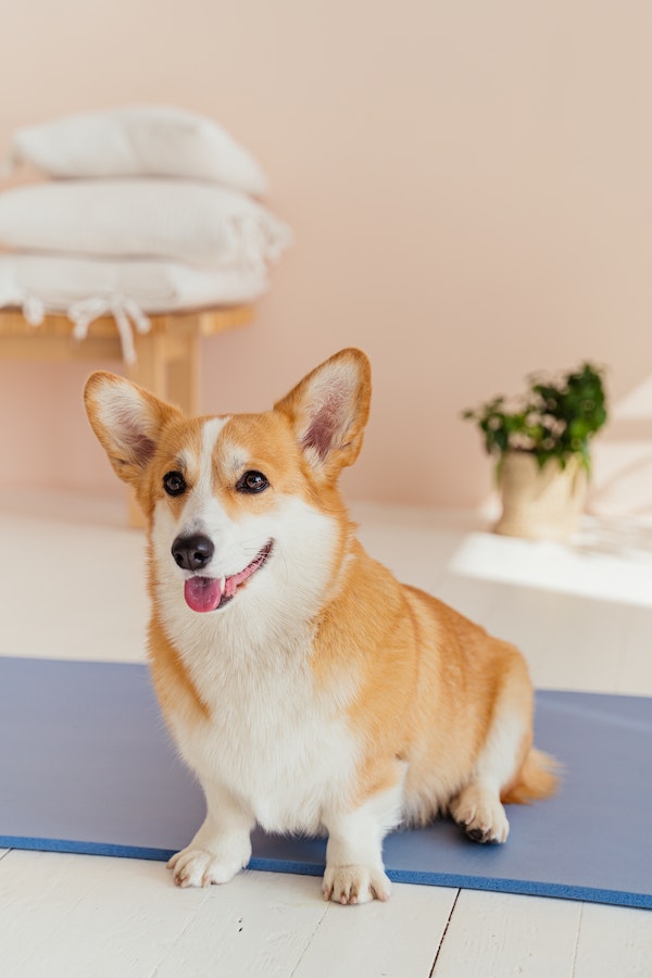 cowboy-corgi