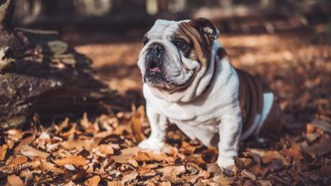 Bulldog Quotes