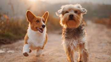 short dog quotes for FB