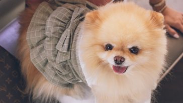 Cute dog quotes for facebook