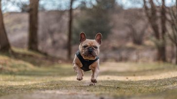 best dog instagram captions