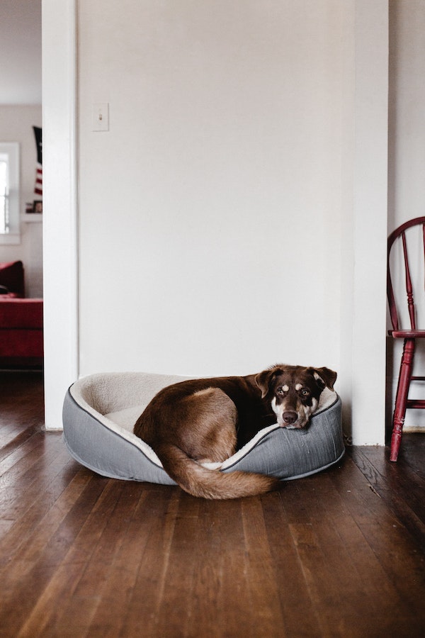 dog-deaf-behavior