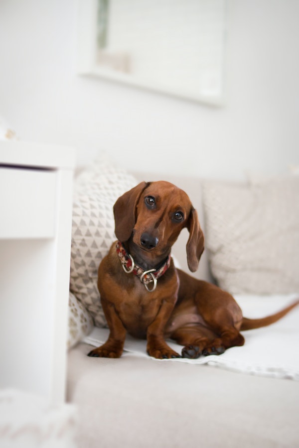 dog-deaf-behavior