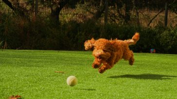 dog tombstone quotes