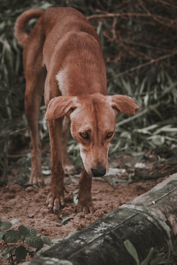 senior-dog-saparation-anxiety