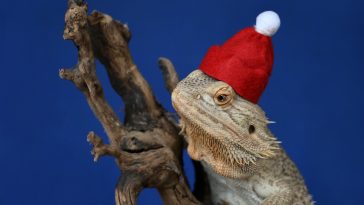 Animal Christmas Card Quotes