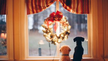 Dog Christmas Card Quotes