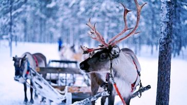 Join our festive fun with 100+ hilarious Christmas deer quotes! Perfect tidbits to sprinkle laughter this holiday season. 🦌🎄