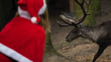 Santa Claus Reindeer Christmas Quotes