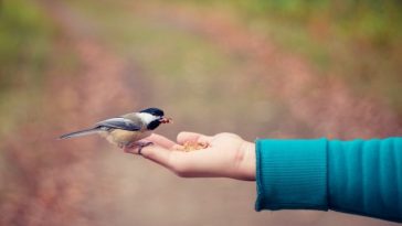 animal care quotes