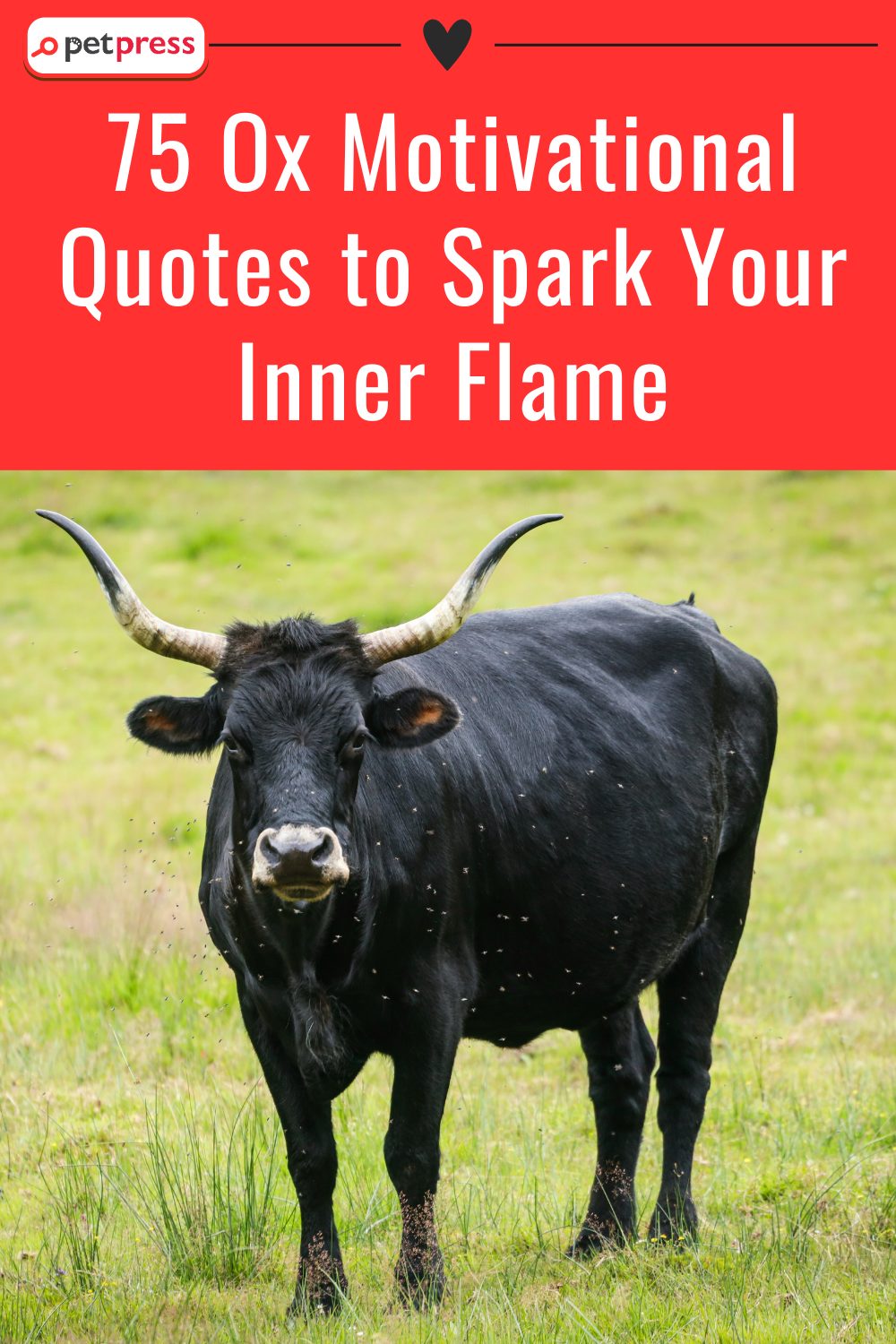 Ox Motivational Quotes to Spark Your Inner Flame