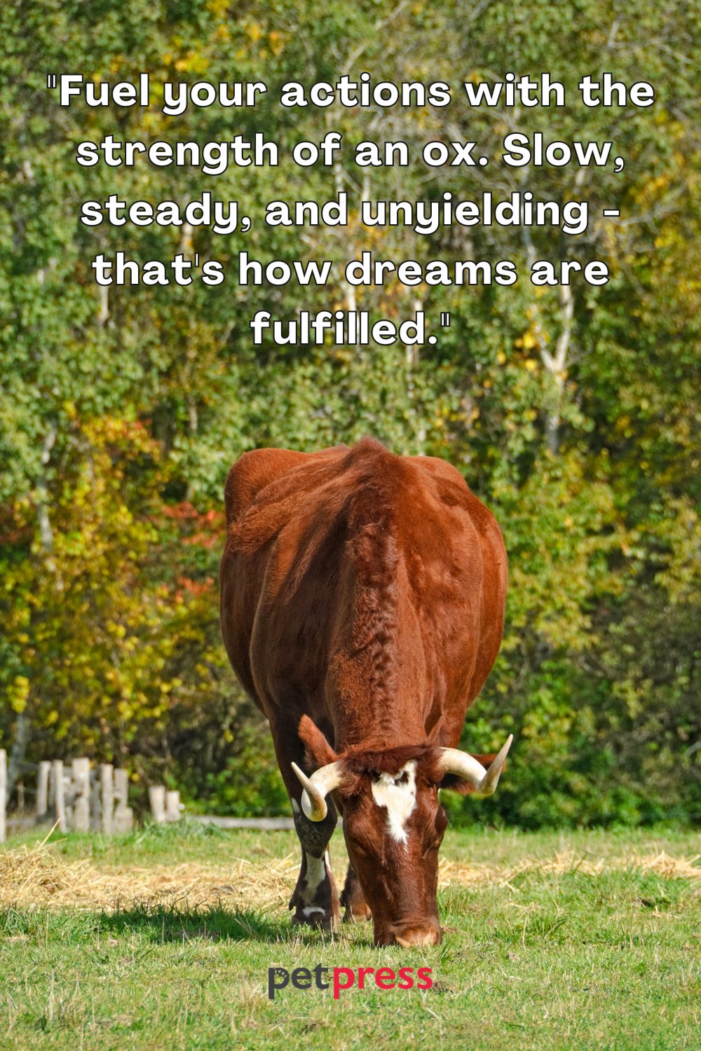 Ox Motivational Quotes to Spark Your Inner Flame
