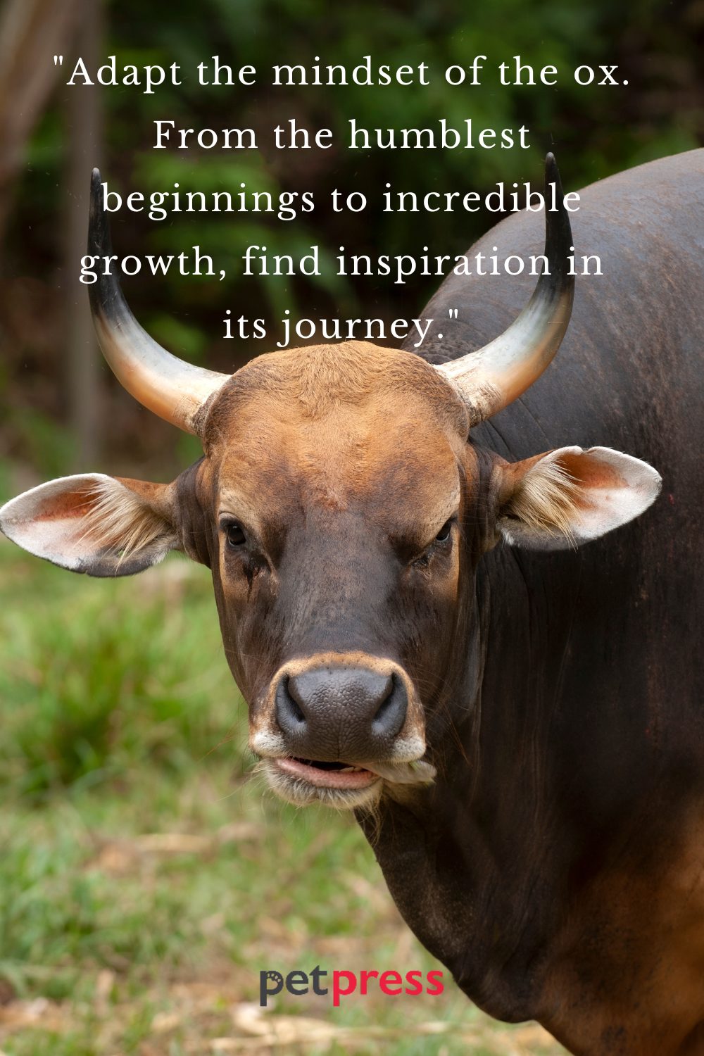 Ox Motivational Quotes to Spark Your Inner Flame