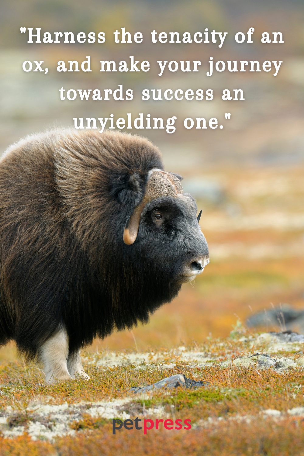 Ox Motivational Quotes to Spark Your Inner Flame