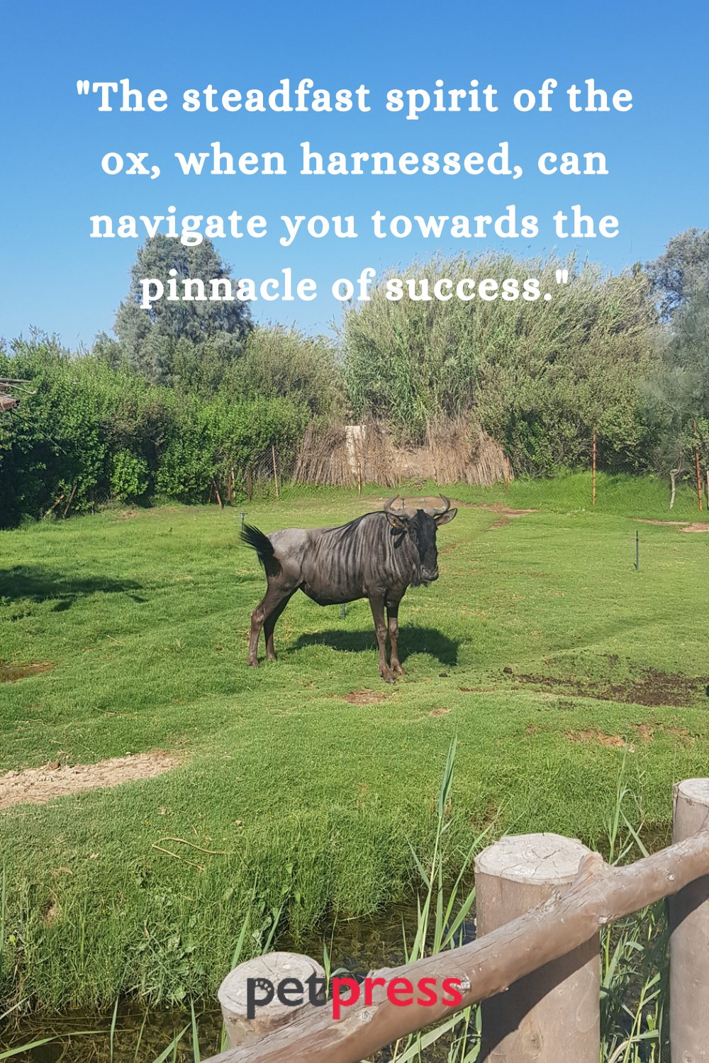 Ox Motivational Quotes to Spark Your Inner Flame
