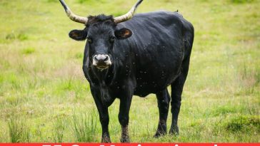 75 Ox Motivational Quotes to Spark Your Inner Flame