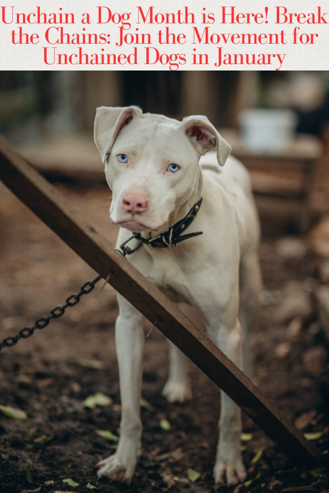 Unchain a Dog Month