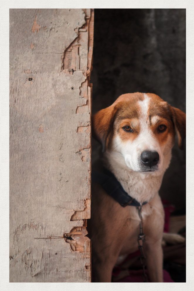 Unchain a Dog Month