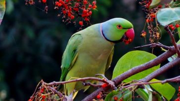 budgie-vs-parakeet