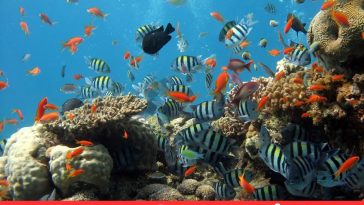 fish in the sea quotes