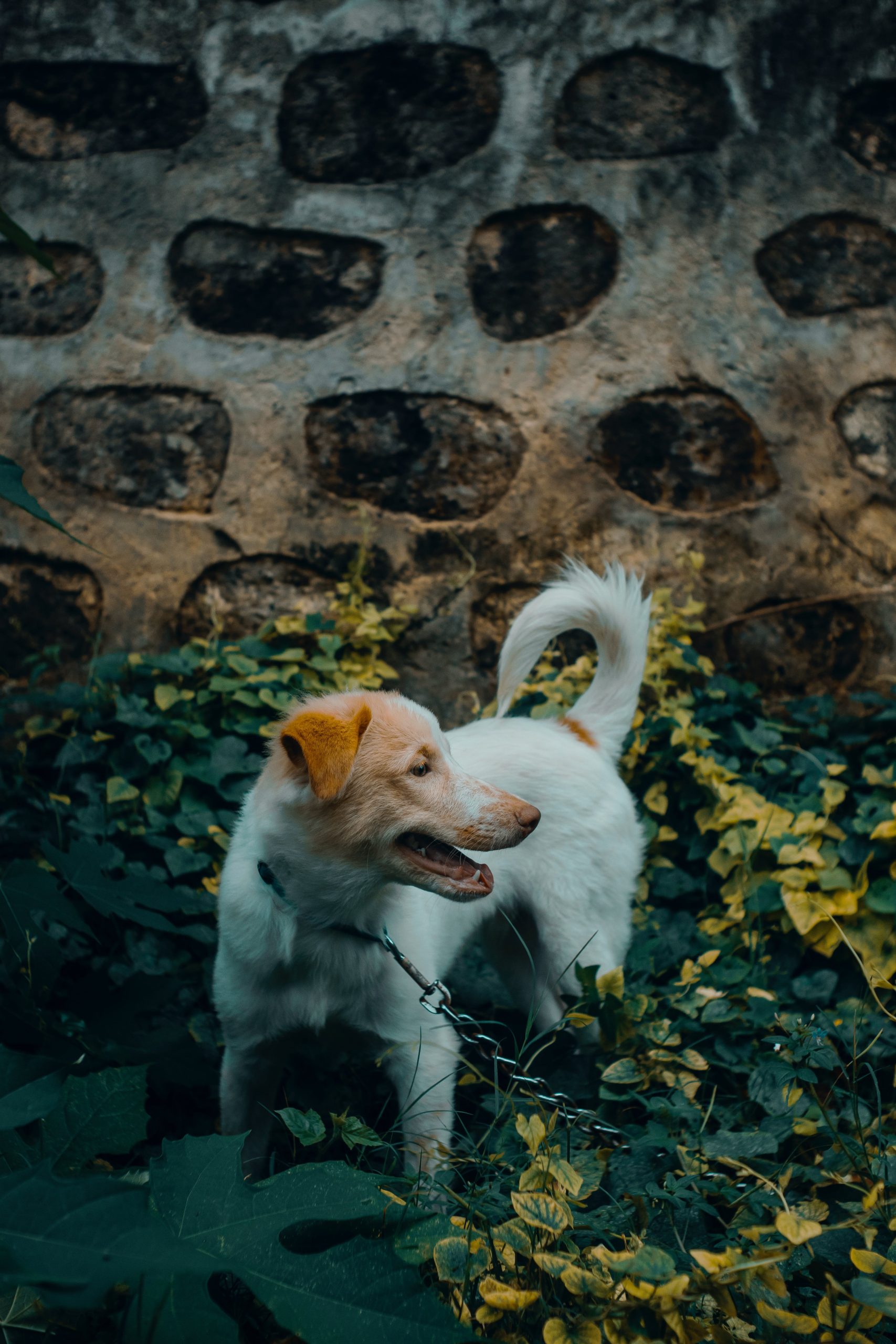 Unchain a Dog Month
