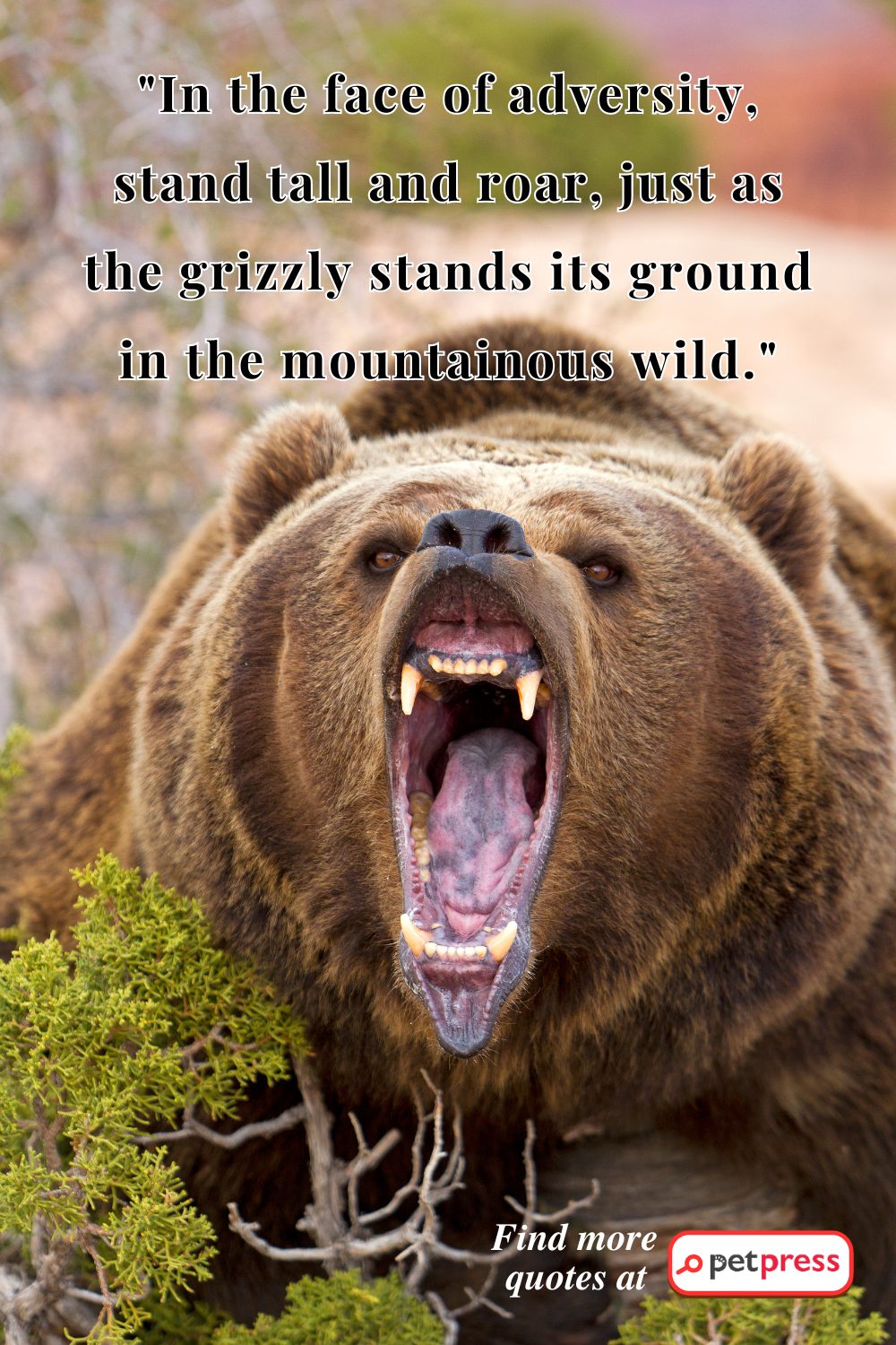 grizzly bear quotes.png