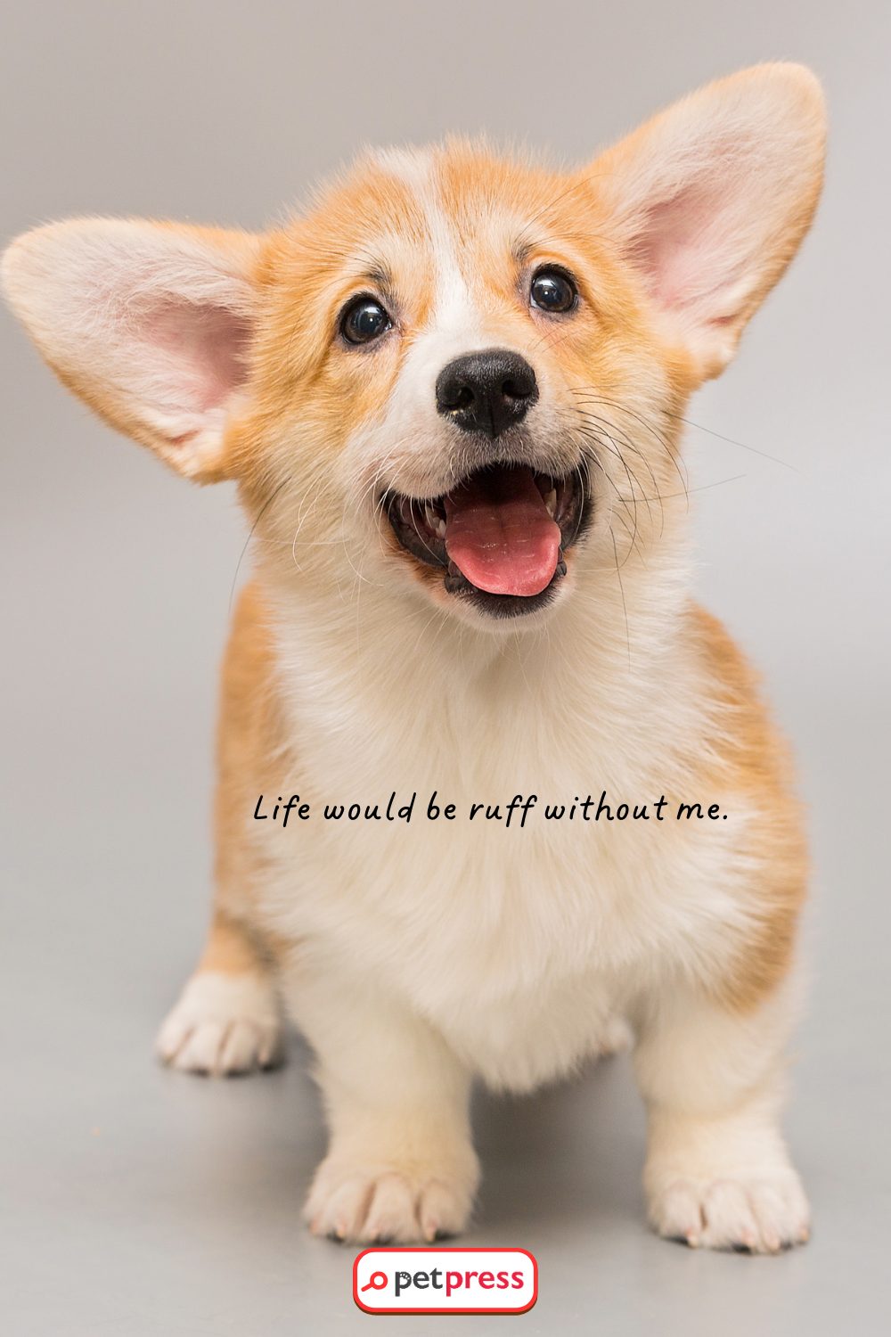Funny Dog Quotes for Phone Wallpapers