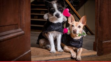 Dog Valentine's Day Quotes