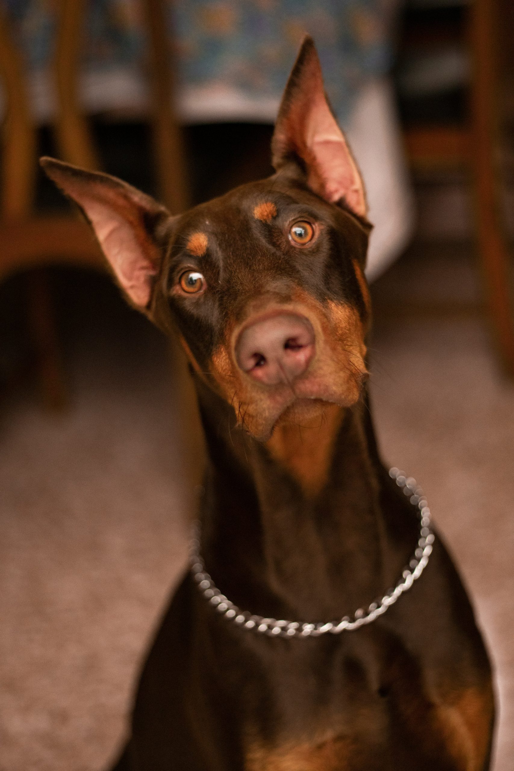 National Brown Dog Day