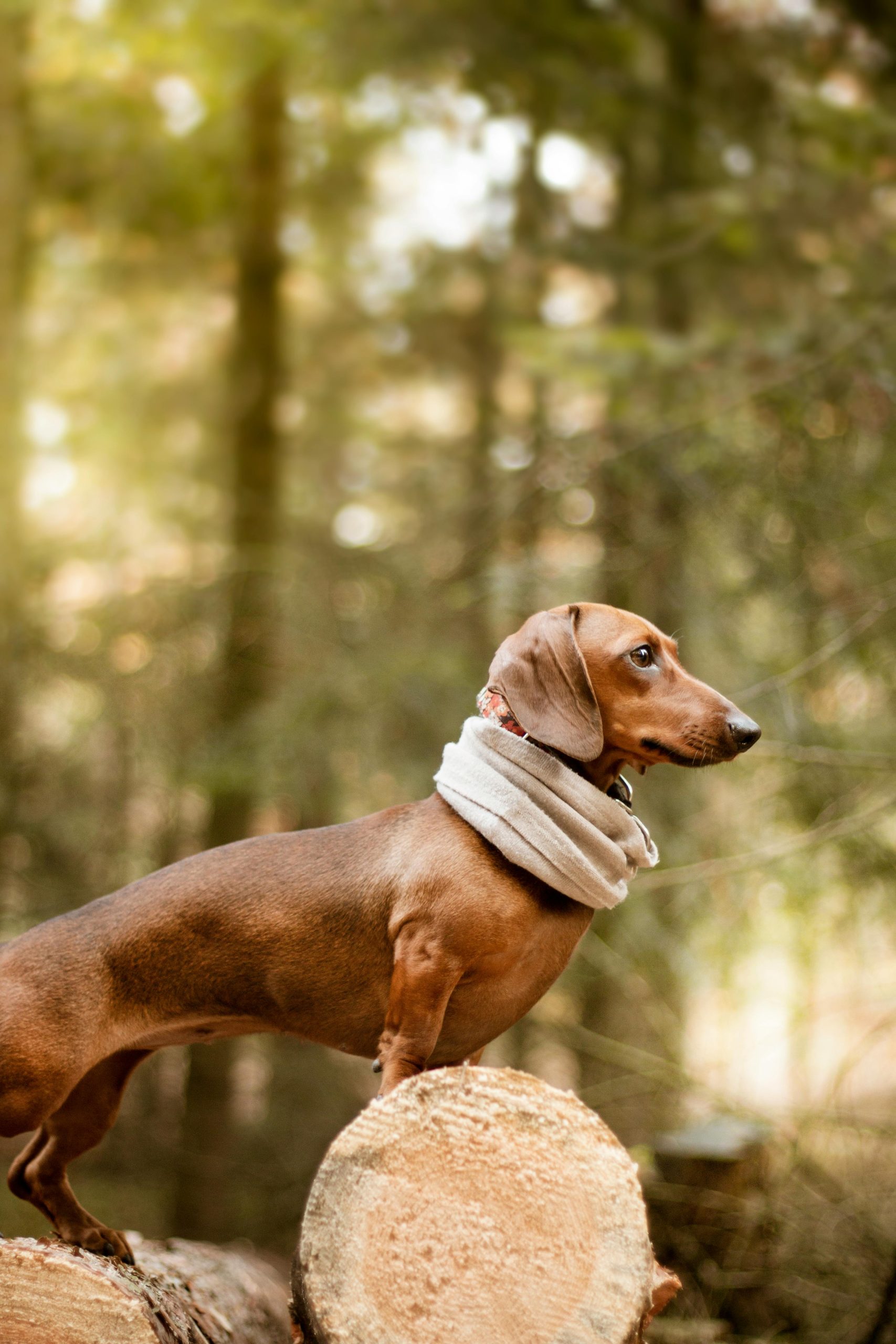 National Brown Dog Day
