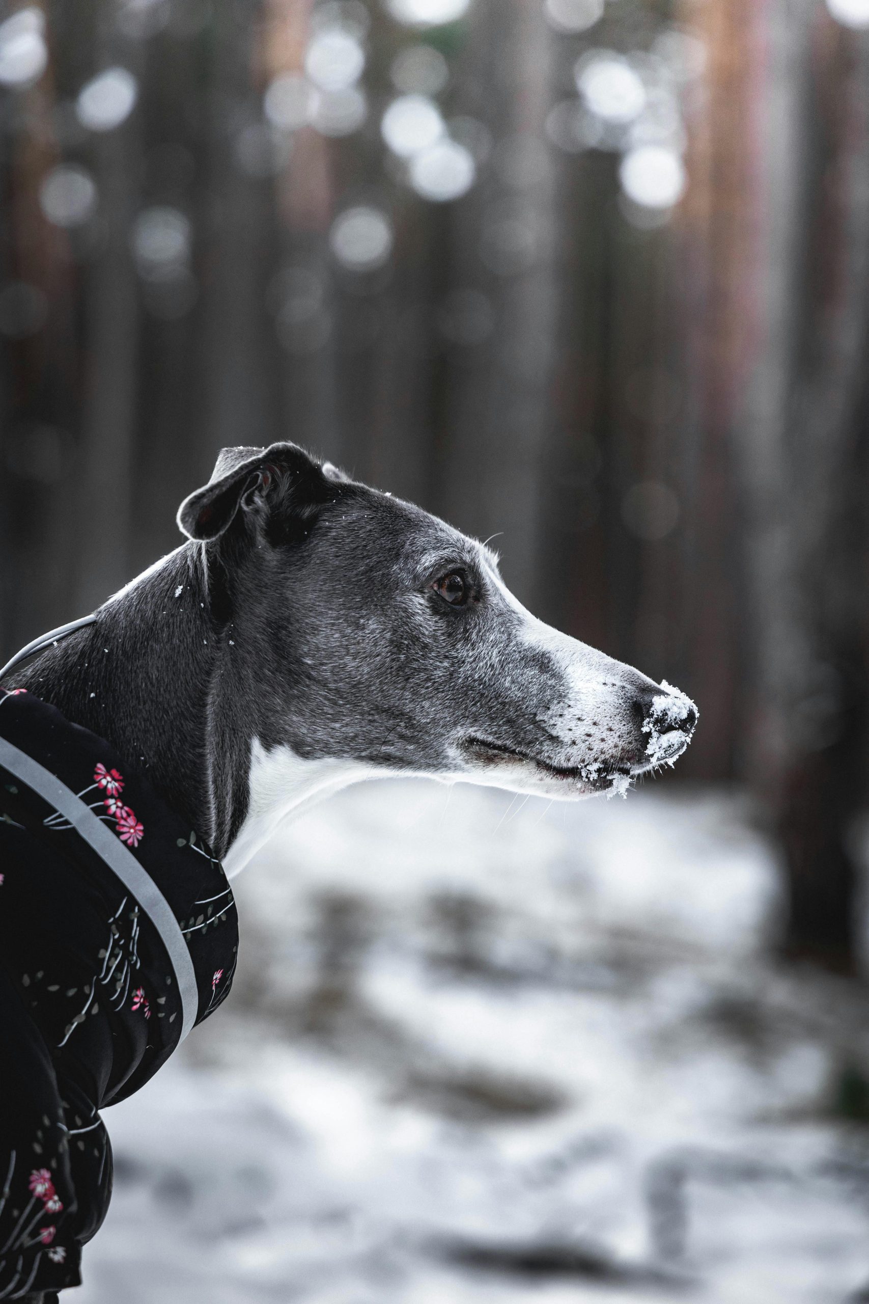 National Whippet Day