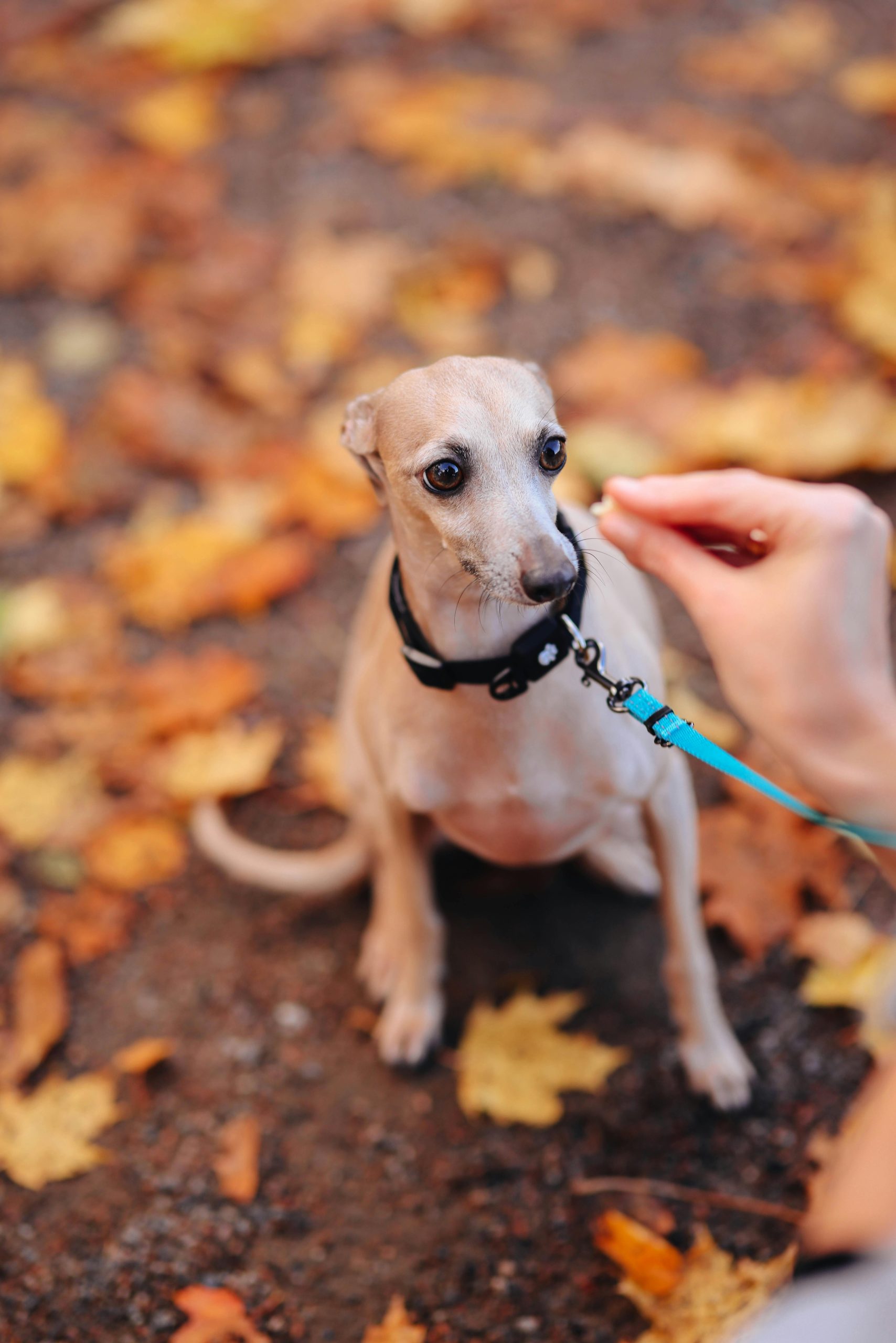 National Whippet Day