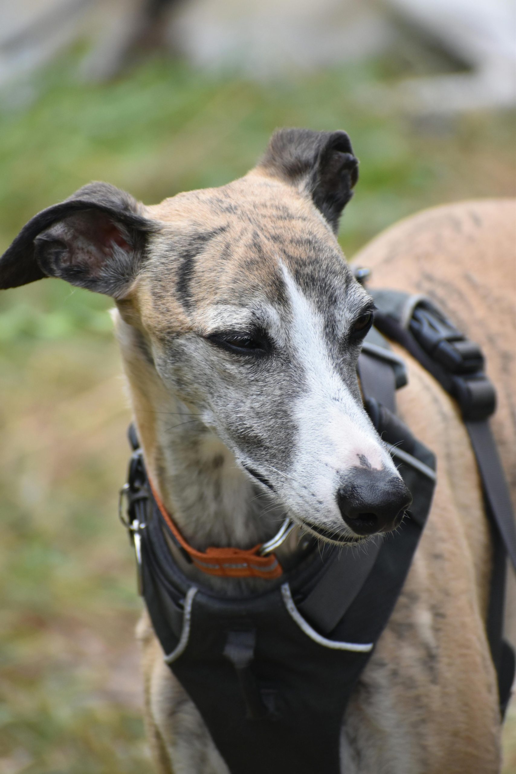National Whippet Day
