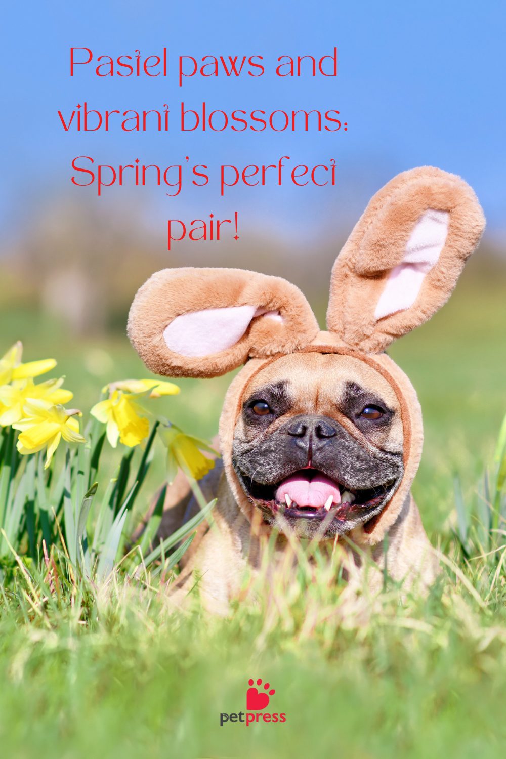 Easter Dog Captions