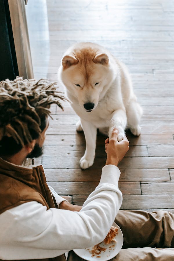 puppy-training-mistakes